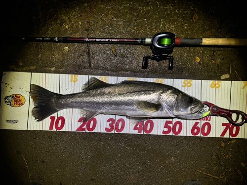 シーバスの釣果