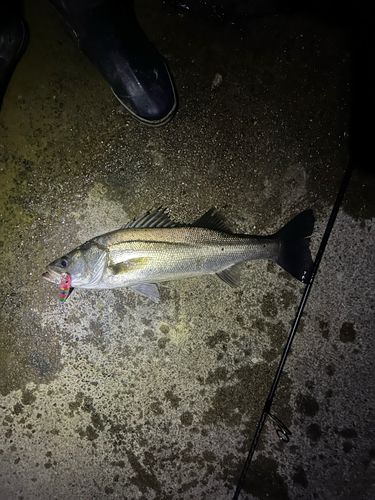 シーバスの釣果
