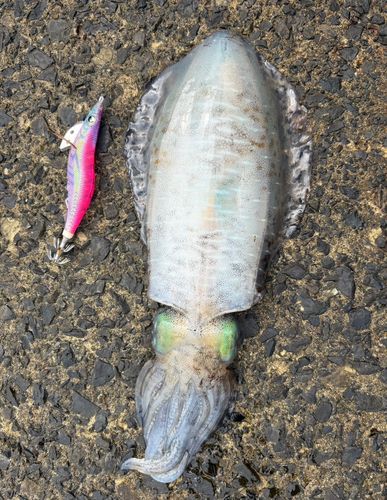 アオリイカの釣果