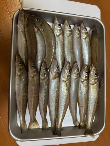 キスの釣果
