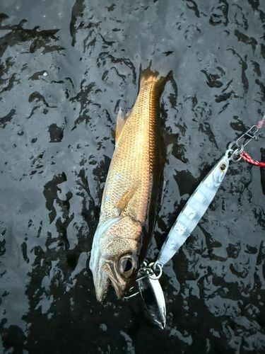 クロムツの釣果