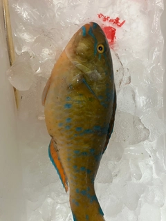 アーガイの釣果