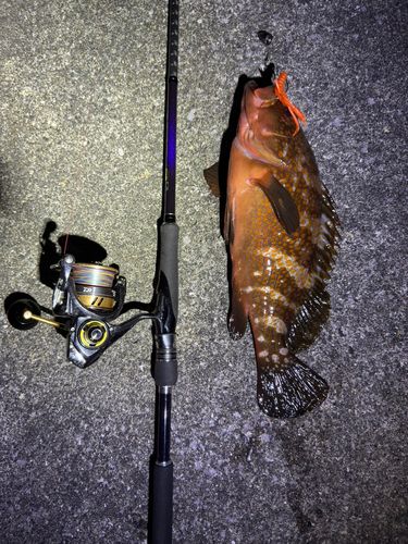 アコウの釣果