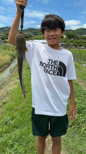 ナマズの釣果