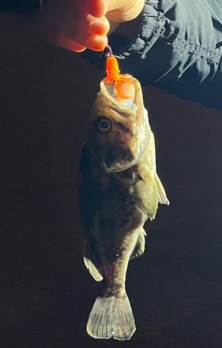 クロソイの釣果