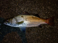ヒラスズキの釣果