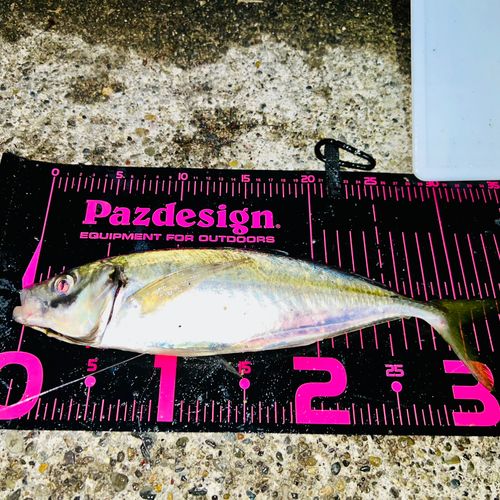 マアジの釣果