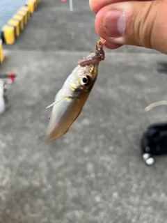キスの釣果
