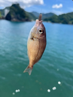 チャリコの釣果