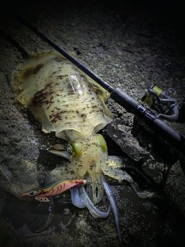 アオリイカの釣果
