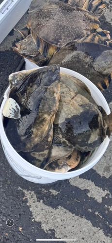 クロガシラガレイの釣果