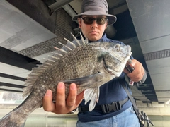 チヌの釣果