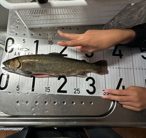 イワナの釣果