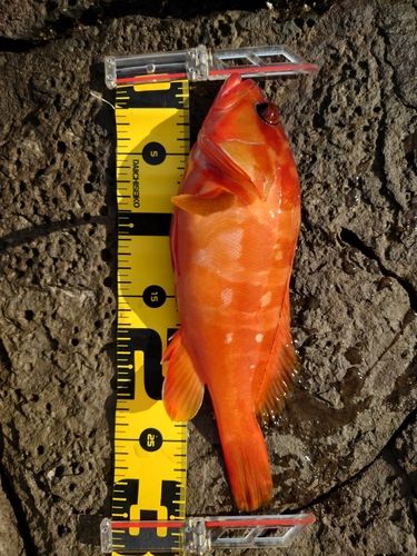 アカハタの釣果