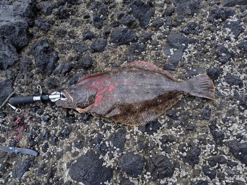 ヒラメの釣果