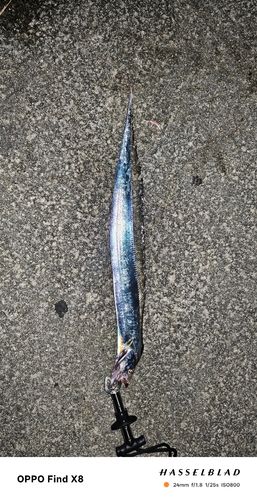 タチウオの釣果