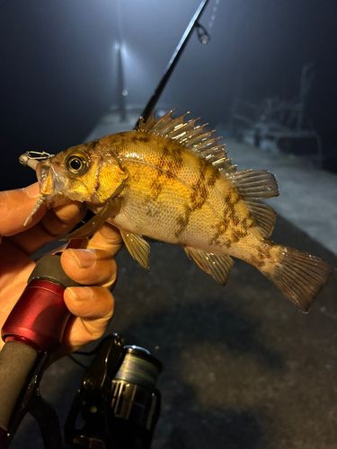 メバルの釣果