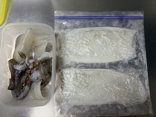 アオリイカの釣果