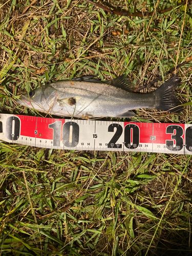セイゴ（マルスズキ）の釣果
