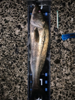 マルスズキの釣果