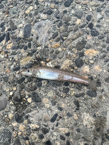 キスの釣果