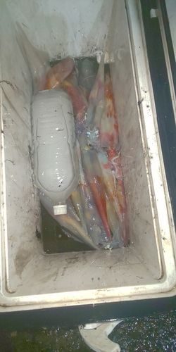 アカイカの釣果