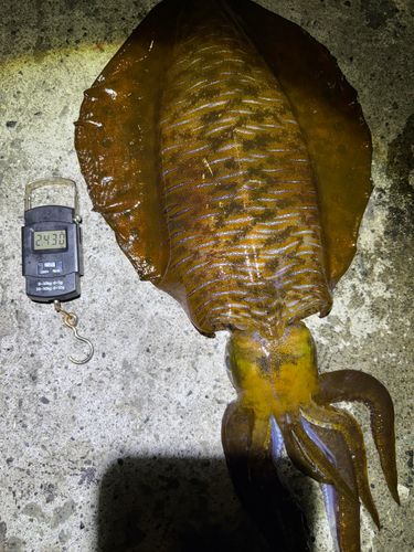 アオリイカの釣果