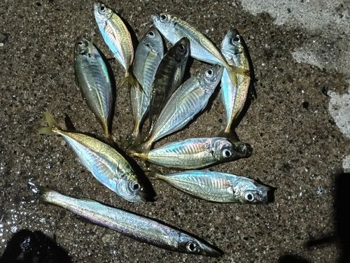 アジの釣果