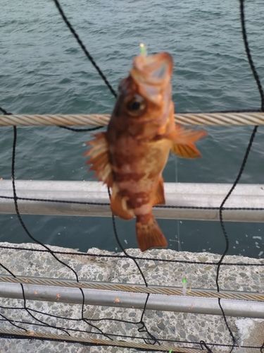 メバルの釣果