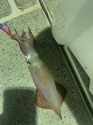 アカイカの釣果