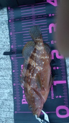 キジハタの釣果
