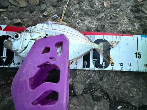ヒイラギの釣果