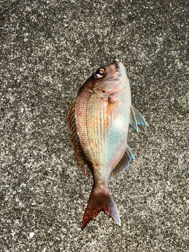 タイの釣果