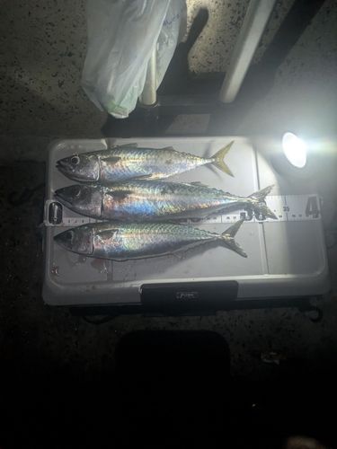 サバの釣果