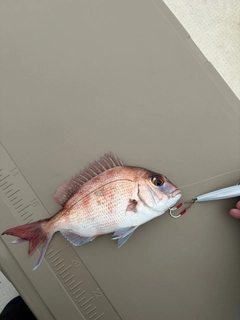 タイの釣果