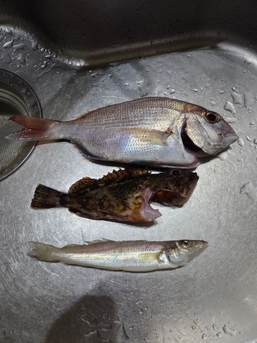 タイの釣果