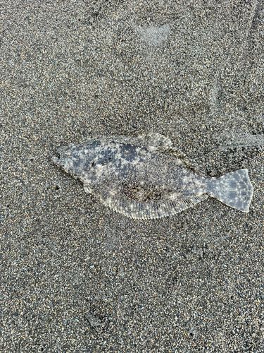 ソゲの釣果