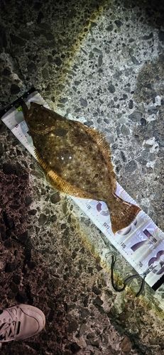 ヒラメの釣果