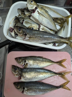 アジの釣果