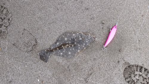 ソゲの釣果