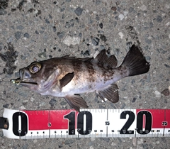 メバルの釣果