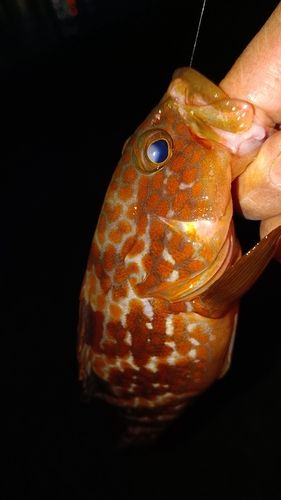 アコウの釣果
