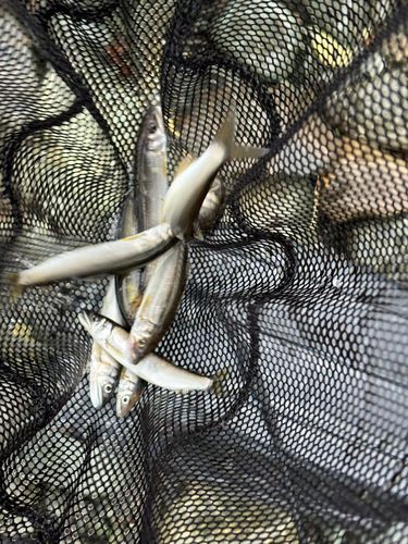 アユの釣果