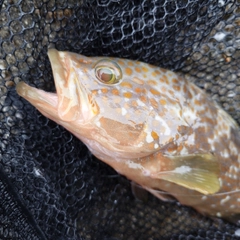 キジハタの釣果