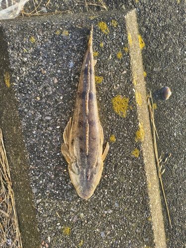 マゴチの釣果