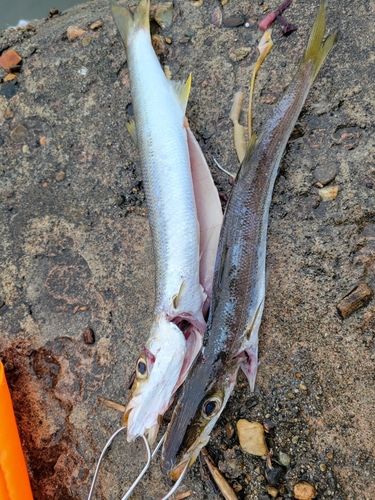 カマスの釣果