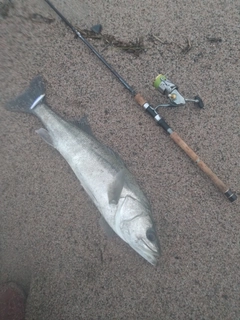 スズキの釣果