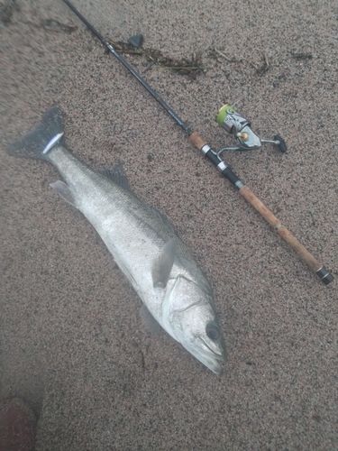 スズキの釣果