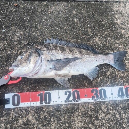 チヌの釣果