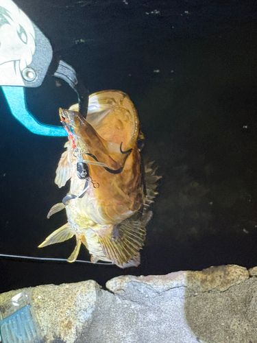 タケノコメバルの釣果
